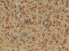   MINERAL ANTISTATIC  - BROWN 11 (2.0 )